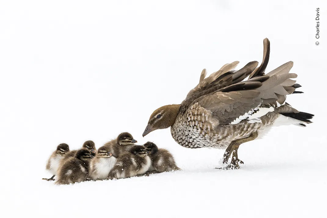 Resilient Wildlife in a Snowstorm